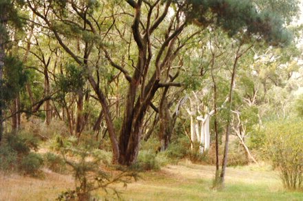 Madurta Reserve bushland